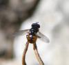 281338 – Photo : Bernard Ginesy – France (13)
